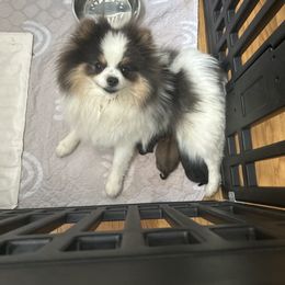 Pomeranian puppies from Luxurious Poms