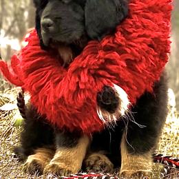 Royal blue collar - Black and tan male Tibetan Mastiff puppy in Berlin, New Hampshire from Great North Woods Tibetan Mastiffs