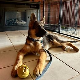 German Shepherd Puppies from Ewig Krieger Kennels