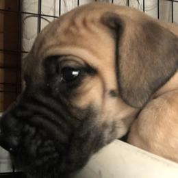 Great Dane Puppies from Great Alaskan Danes