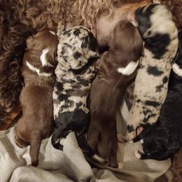 "Gina X Brisby litter 2/22/23" Bordoodle Puppies from Brisby Bordoodles