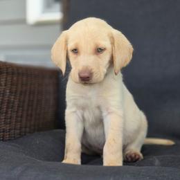 Indigo - Champagne male Dilute Retriever puppy in New Providence, Pennsylvania from Southernend Silvers