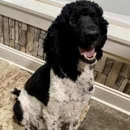 Poodles from Sassy Standards