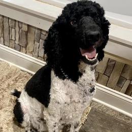 Poodles from Sassy Standards