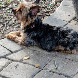 Yorkshire Terrier Puppies from Yorkies of Julington Creek