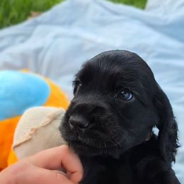 Brown collar puppy - Black male English Cocker Spaniel puppy in Yucaipa, California from The Elite ECS