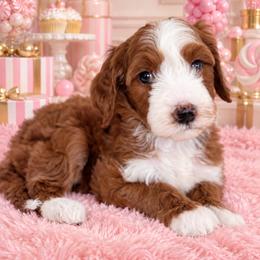 Ruby - Red  female Goldendoodle puppy in Yuciapa, California from AlltheDoodlez_