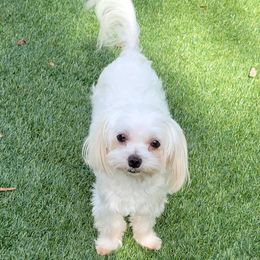 Bree - Maltese