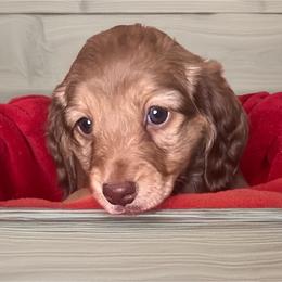 Sunny - Red female Dachshund puppy in Sharon Springs, New York from Show Us The Way Homestead