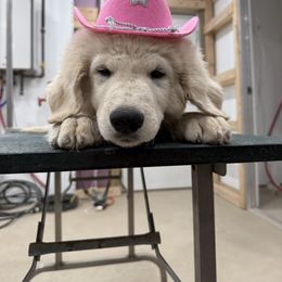 Girl 3 - White female Kuvasz puppy in Ohio from Rising River Kennel Kuvasz