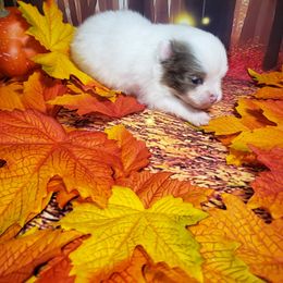 Treat - Chocolate merle female Pomeranian puppy in Weatherford, Texas from Jeweled Poms