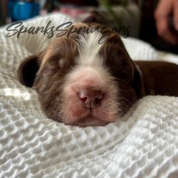 English Springer Spaniel Puppies from Sparks Springer Spaniels
