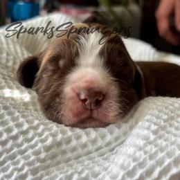 English Springer Spaniel Puppies from Sparks Springer Spaniels
