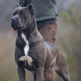Sugar - Cane Corso