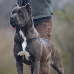 Sugar - Cane Corso