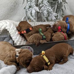 Cavapoo and Whoodle Puppies from Gardner Lane Puppies