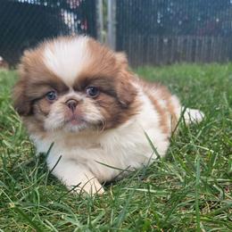 Dino - Light red male Pekingese puppy in Winchester, Virginia from Posh Pekingese