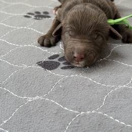 Lime green collar - Chocolate male Labradoodle puppy in Manor, Texas from The Lovadoodles of Texas