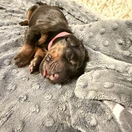 Ava - Black and rust female Doberman Pinscher puppy in Boyd, Texas from Team Feem Breeders