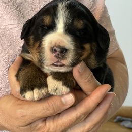 Bernese Mountain Dog and Pembroke Welsh Corgi Puppies from Highland Meadows