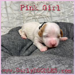 Pink girl - Parti female Goldendoodle puppy in Taneytown, Maryland from Curlydoodles