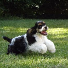 Cocker Spaniel All Grown Up from Dovecreek Cockers