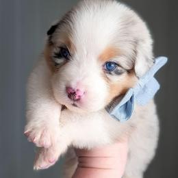 Lily - Blue merle female Australian Shepherd puppy in Georgetown, Texas from River Reign Australian Shepherds