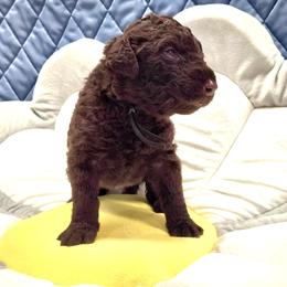 Curly-Coated Retriever Puppies from Betacoil Curly Coated Retrievers