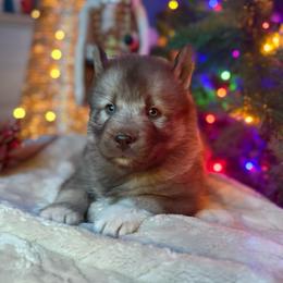 Belle - Red and white female Siberian Husky puppy in Ravena, New York from Osiris’s Siberians & Pomskies