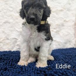 Eddie - Parti male Poodle puppy in Canton, South Dakota from Van Der Poodles