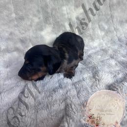 Dobby - Dapple male Dachshund puppy in Lufkin, Texas from CSW Dachshunds