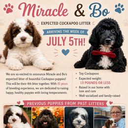 Cockapoo puppies from Rawls Lovely Little Tots