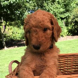 Tramp - Apricot male Goldendoodle puppy in Belfair, Washington from Merry R Goldendoodles