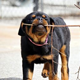 Rottweiler and Toy Shetland Sheepdog Puppies from Mountain High Kennels