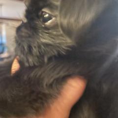 Brussels Griffon Puppies from Maze Brussels Griffons