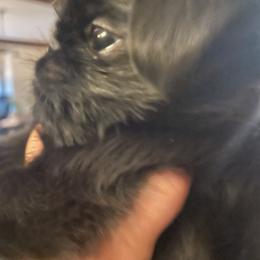 Brussels Griffon Puppies from Maze Brussels Griffons