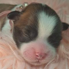 Shichon puppies from IDREAMOFPUPPIES