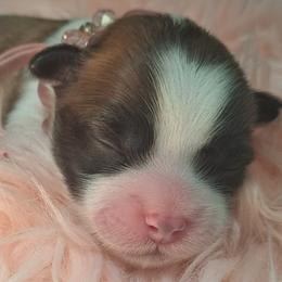 Shichon puppies from IDREAMOFPUPPIES