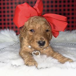 Girl 3 - Red  female Goldendoodle puppy in Fayetteville, Arkansas from Silver Hill Farm