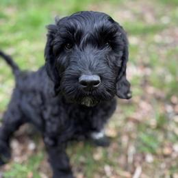 Arrow - Black male Australian Labradoodle puppy in Richmond, Kentucky from Happy Time Doodles