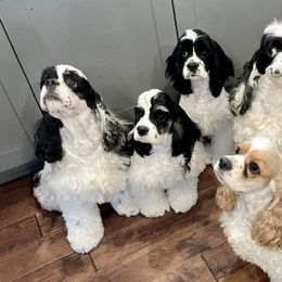 Cocker Spaniels from Eastwood Cockers