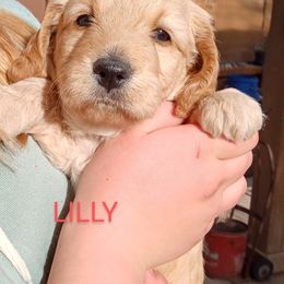 Goldendoodle Puppies from Maggie's Mini Goldendoodles