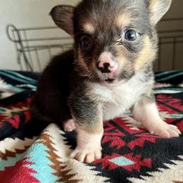 American Corgi Puppies from 5H Corgis