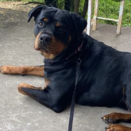 Rottweilers from Lisa Harmon's Rottweilers