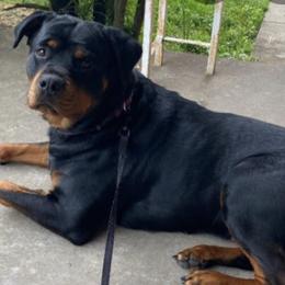 Rottweilers from Lisa Harmon's Rottweilers