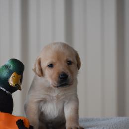 Black collar - Yellow male Labrador Retriever puppy in Gober, Texas from Trigger Time Kennels