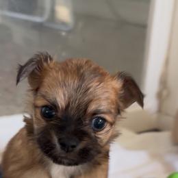 Button - Sable spotted white male Chihuahua puppy in Eustis, Florida from Chichianna's Legacy