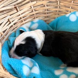 Gray - Black and white male Sheepadoodle puppy in Prairie Du Chien, Wisconsin from Hicklin Hollow Ranch