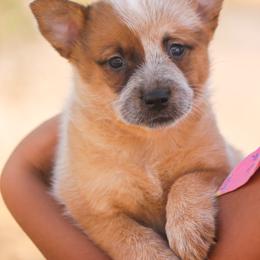 Australian Cattle Dog Puppies from Impact 3rd Australian Cattle Dogs