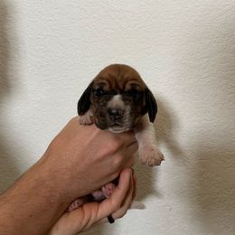 Tony - Black brown and white male Basset Hound puppy in California from Happy Hills Bassets